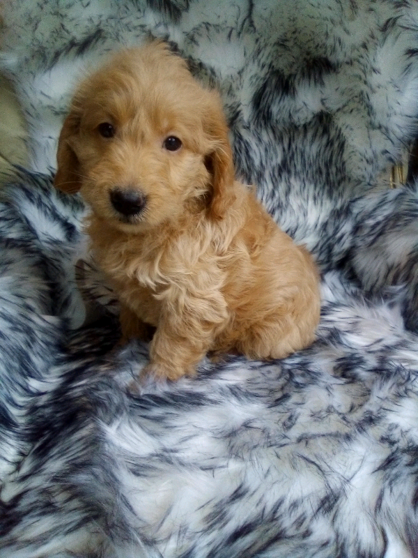 F1 Miniature Red And Golden Labradoodle Puppies In Swanley Kent Gumtree
