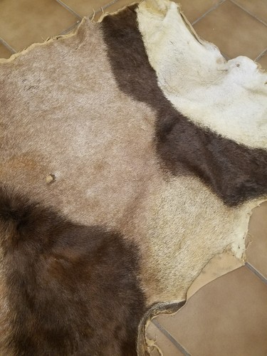 African Gemsbok Hide Tail Orix Taxidermy European Mount Tanned Furs Crafts Decor