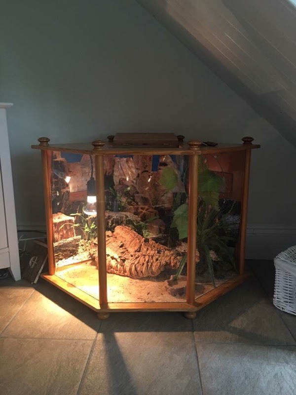 Lovely corner vivarium in Woking, Surrey Gumtree