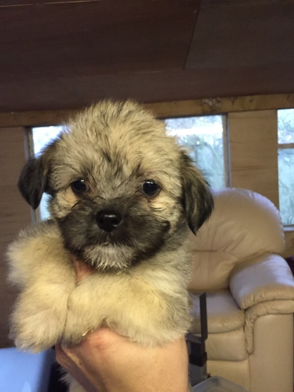 Ready for new home now. 2 Lhasa apso cross Yorkshire terrier puppys in Maldon, Essex Gumtree