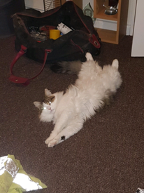 Maine coon  Cats u0026 Kittens for Sale - Gumtree