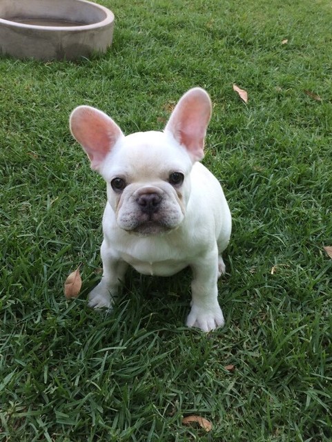 French Bulldog Blue-Cream Male Pup | Dogs & Puppies | Gumtree Australia ...