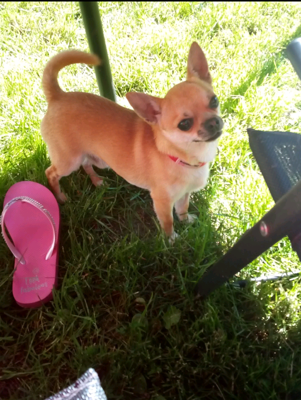 Chihuahua dog in Newcastle, Tyne and Wear Gumtree
