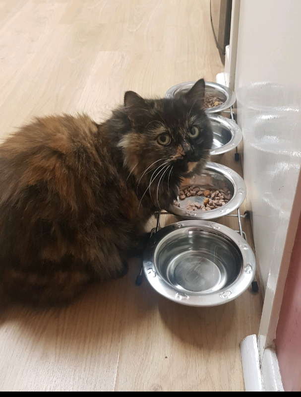 Still Available Beautiful Long Haired Tortie Female Cat In Stirling
