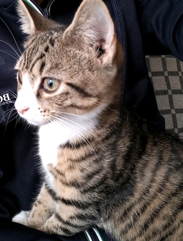 3 month old kittens in Sparkhill, West Midlands Gumtree