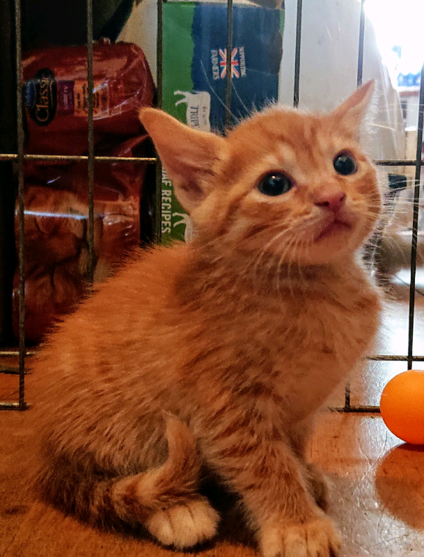 Ginger Red Spotted tabby kittens in Sutton, London Gumtree