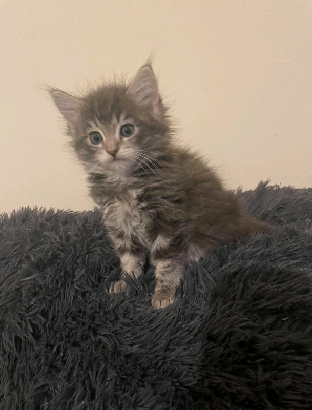 Adorable Maine Coon Kittens 1 female left in Edinburgh Gumtree
