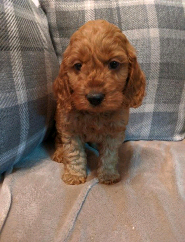 Deep Red And Apricot Cockapoo Puppies  In Sunderland -6208