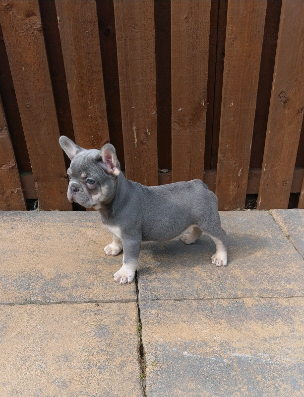 27+ Maskless Lilac Fawn French Bulldog Pic - Bleumoonproductions