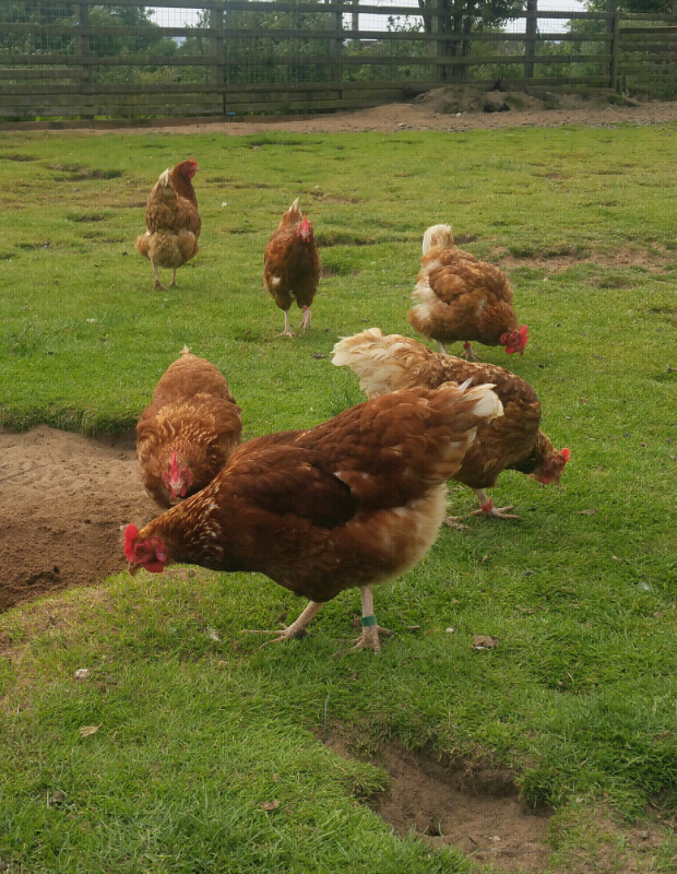 HENS/CHICKENS FOR SALE in Carrickfergus, County Antrim Gumtree