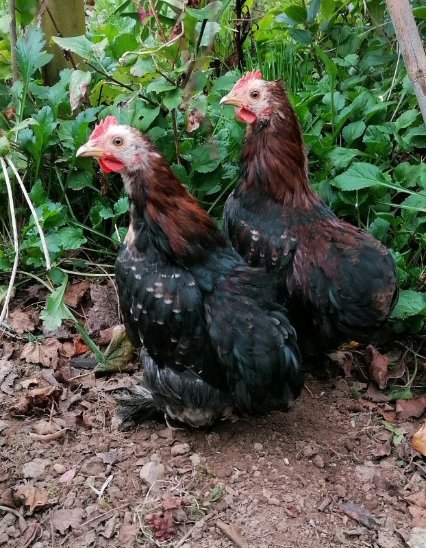 * Pekin Bantam Chickens * Poultry for sale in Comber, County Down