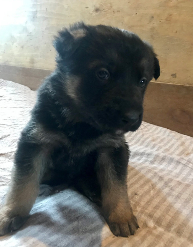 Long Hair X King German Shepherd Puppies for Sale | Dogs ...