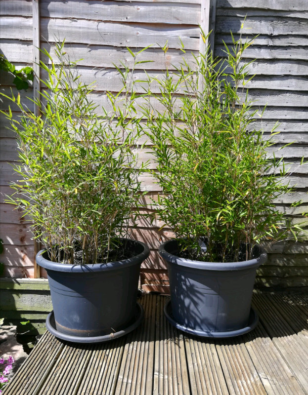 Bamboo plants in Bournemouth, Dorset Gumtree