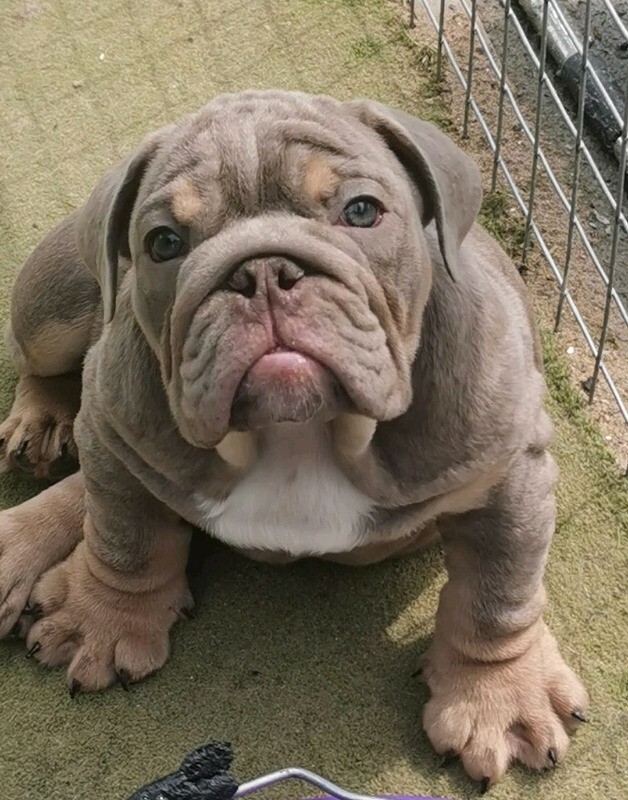 ENGLISH / BRITISH BULLDOGS CHUNKY TRI MALE FOR SALE REDUCED in