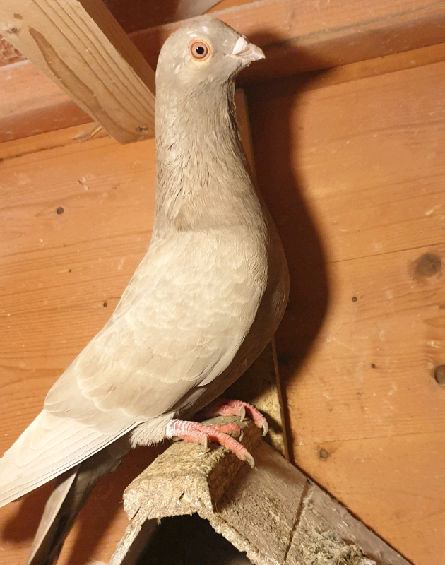 Pigeons for sale in Accrington, Lancashire Gumtree