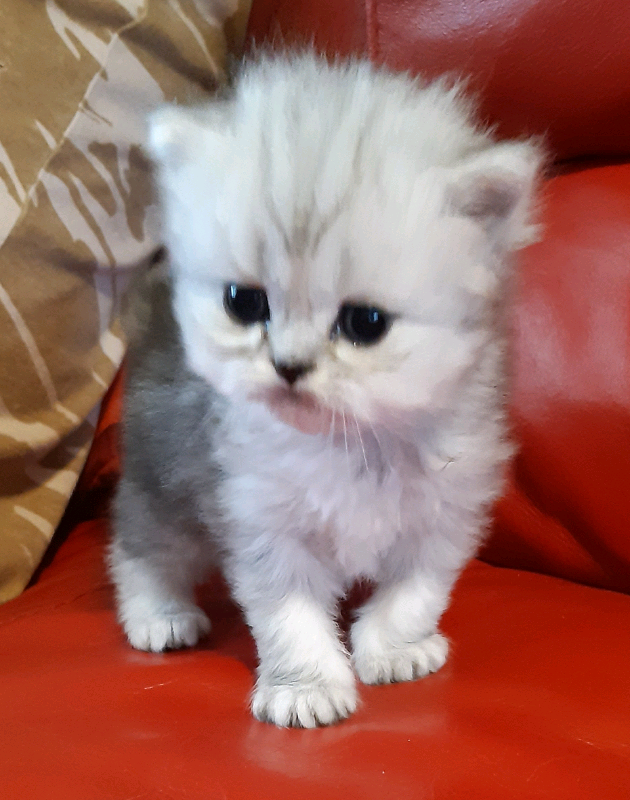 Persian kittens in Herstmonceux, East Sussex Gumtree