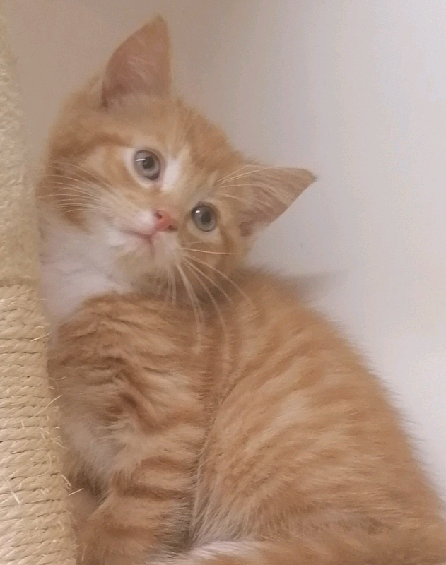 Fluffy Red Male Kitten In Edinburgh Gumtree