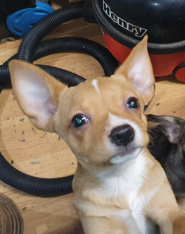 Puppy for sale in Stonehouse, Gloucestershire Gumtree