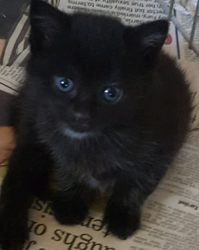 Female Black Kitten for Sale | in Bath, Somerset | Gumtree