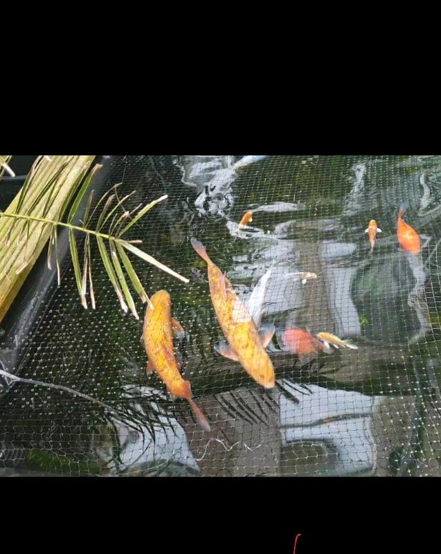 Pond fish (SOLD) in Whitley Bay, Tyne and Wear Gumtree