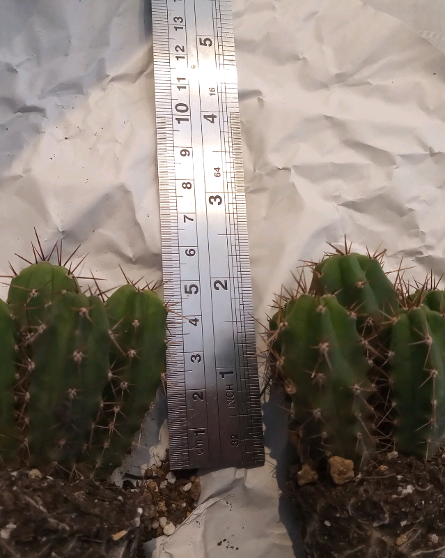 Bolivian torch cactus... in Camden, London Gumtree