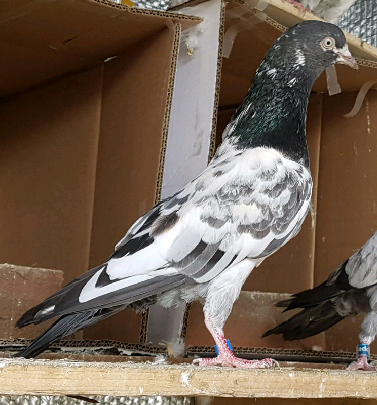 Pakistani High flying Teddy Pigeons in Walsall, West Midlands Gumtree