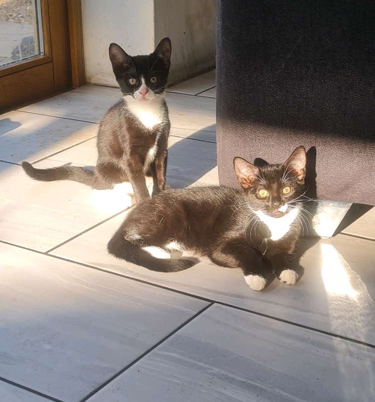 Beautiful kittens | in Norwich, Norfolk | Gumtree