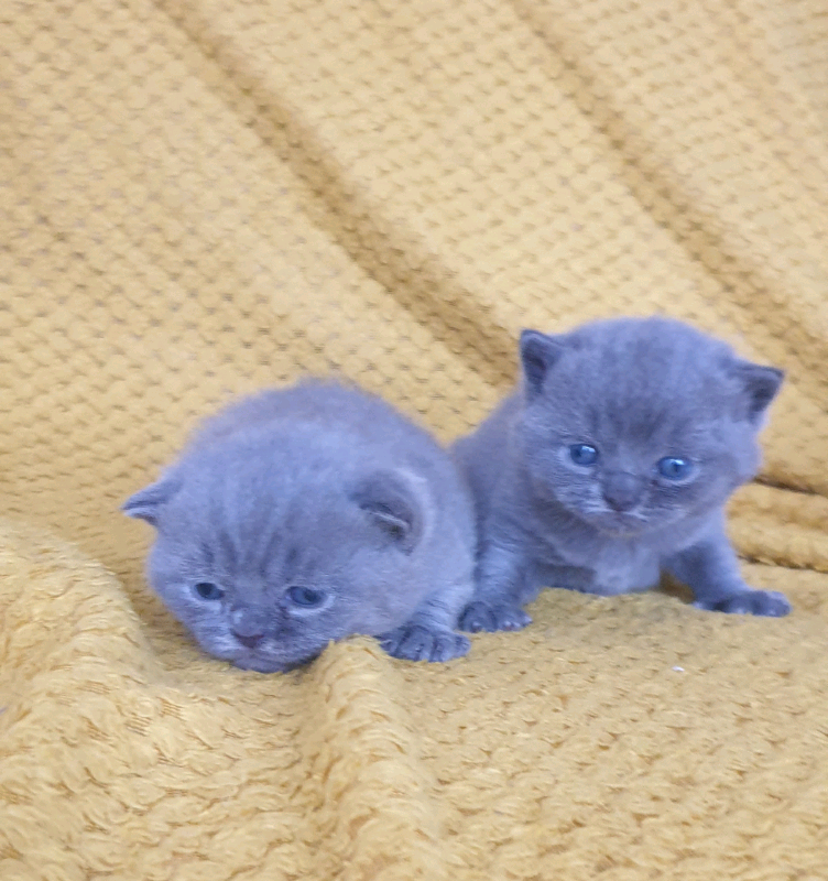 Blue British Shorthair Kittens. Gccf registered in Middleton, Manchester Gumtree