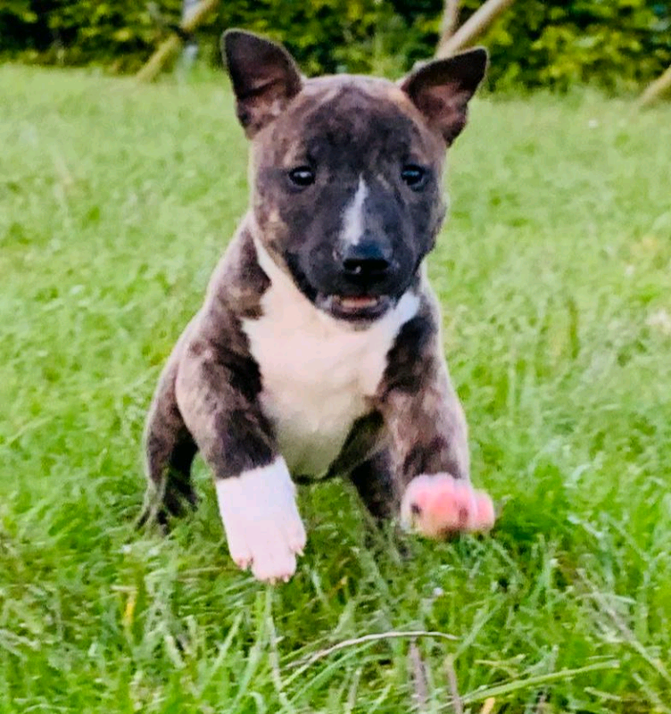 english bull terrier puppies | in Larne, County Antrim | Gumtree