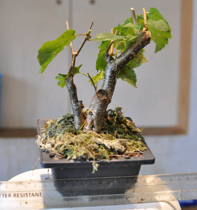 Shohin hazel bonsai in Craiglockhart, Edinburgh Gumtree