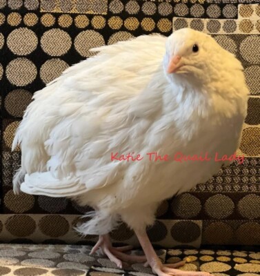 30 + Jumbo Coturnix Quail XXL White Giant size Texas A&M Fertile Hatching Eggs