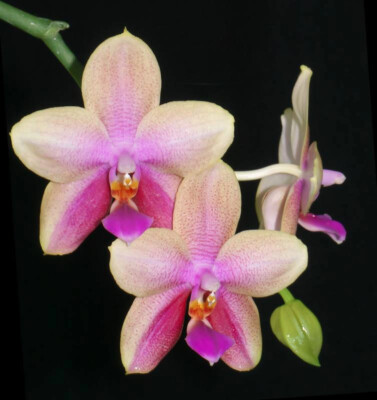 Fragrant Orchid Phalaenopsis Sweet Memory 'Liodoro'  In 3'' Pot 6 Year Old Plant