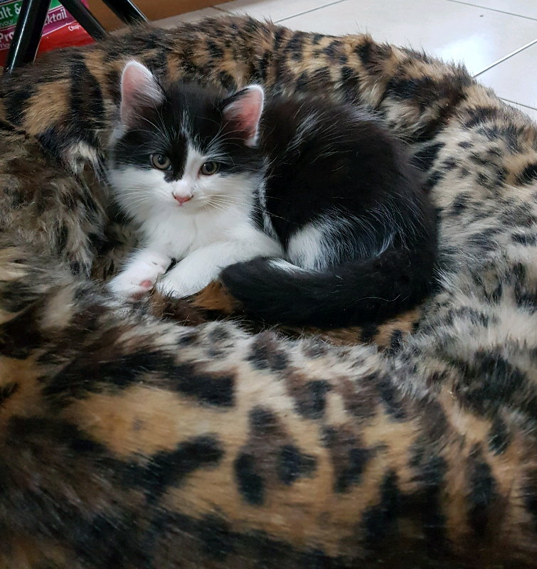 Male kitten for sale | in Eastville, Bristol | Gumtree