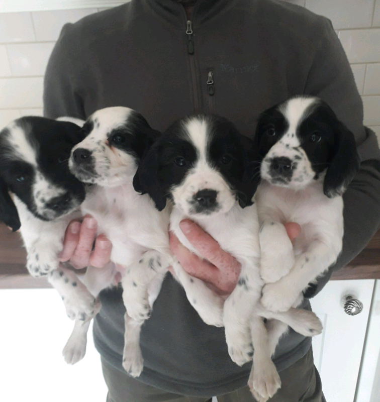 Sprocker puppies for sale | in Swansea | Gumtree