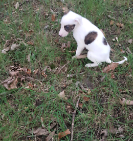 English Springer Spaniel Puppies For Sale In South East London London Gumtree