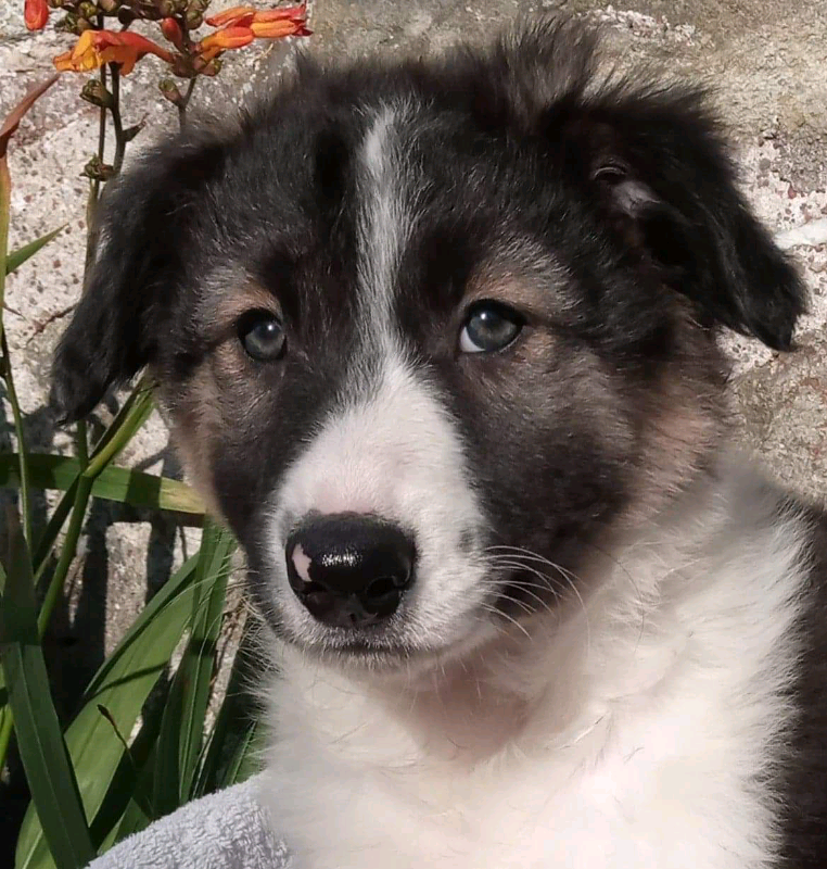 Both Injections Done Lovely Tri Border Collie Puppy Boy Pup In