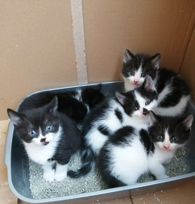 Beautiful BENGAL MIXED kittens in Harthill, North Lanarkshire Gumtree