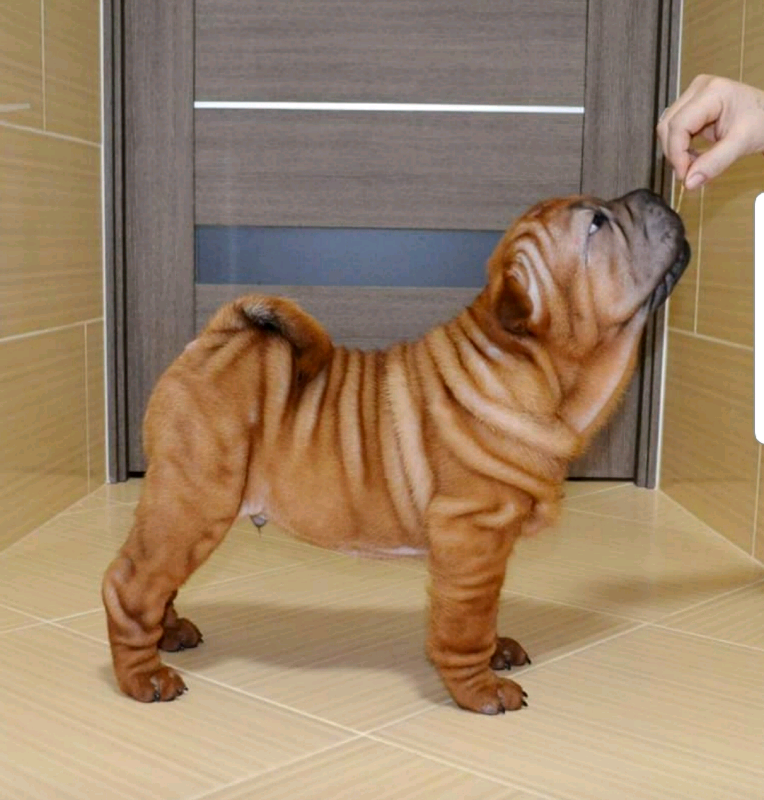 Beautiful Shar Pei puppies for sale