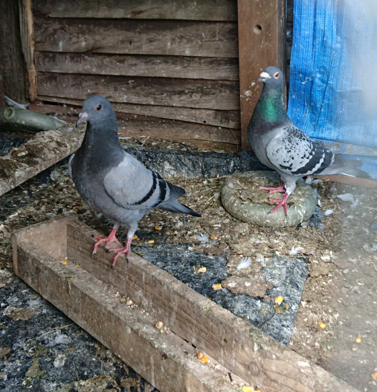 2 Beautiful Racing pigeons for SALE in BerwickuponTweed