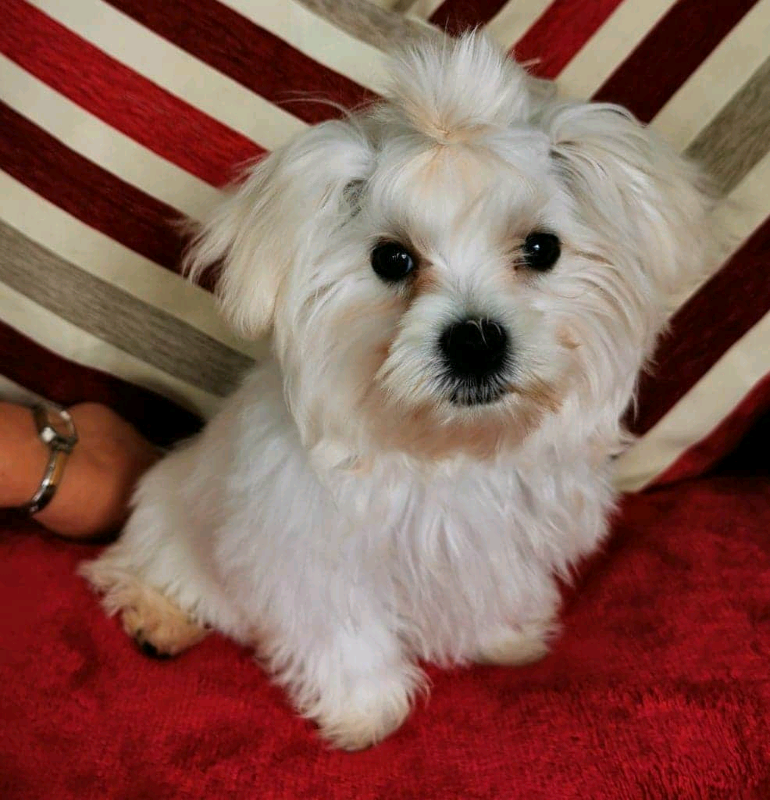 Trailer In Northern Ireland Pet Equipment Accessories For Sale Gumtree