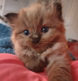 Persian Cats And Kittens For Sale In Edinburgh Pets4homes