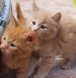 Adorable peach, ginger, blue kittens ( 3 reserved) ready to go!