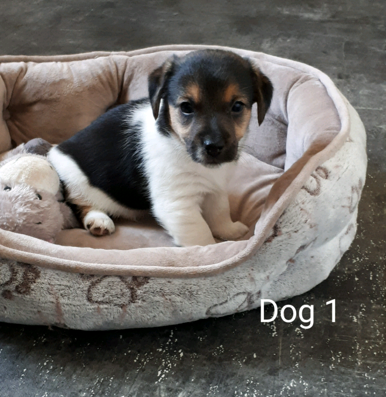Jack Russell Pups In Newton Mearns Glasgow Gumtree