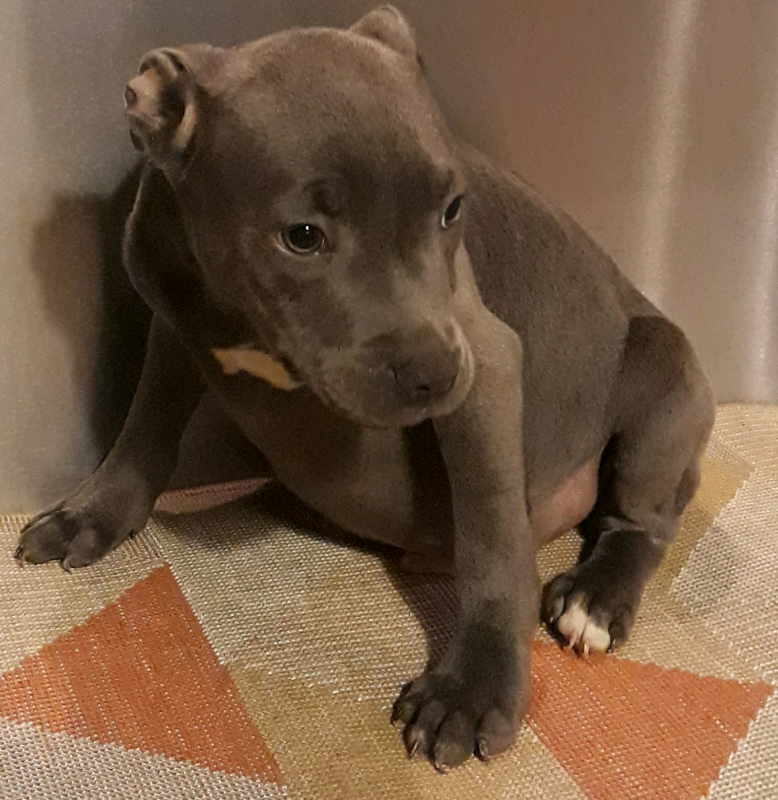 Blue Staffordshire bull terrier) kennel club reg in Portadown, County