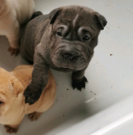 Shar Pei Dogs Puppies For Sale Gumtree