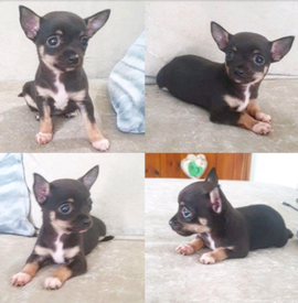 Dog Puppys For In Lytham St Annes Lancashire Dogs Puppies For