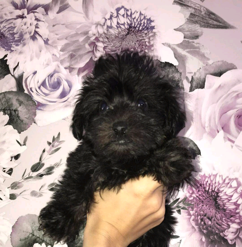 Scotty Poodles for sale. in Brentry, Bristol Gumtree