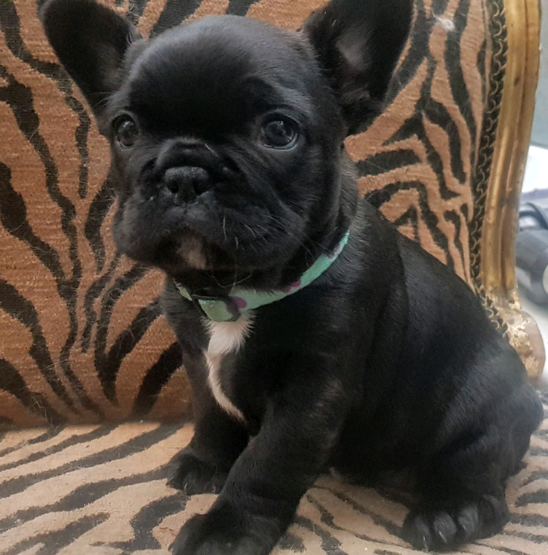 Black French Bulldog Puppies of the decade Learn more here | bulldogs