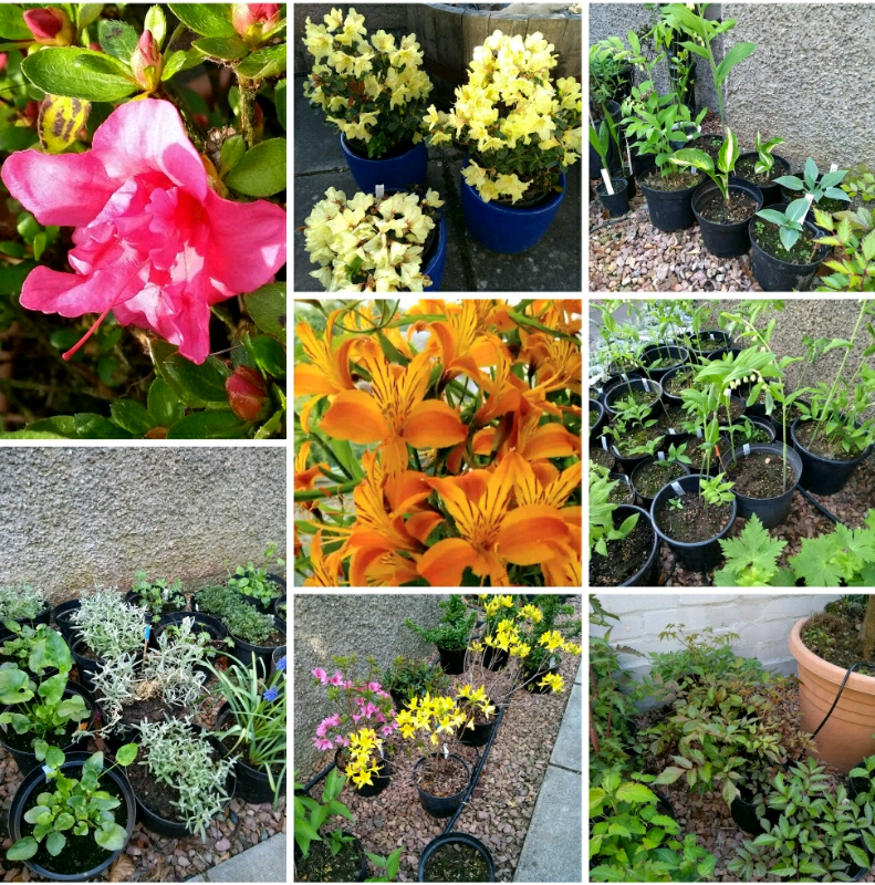 Plant bargains in Dundee Gumtree