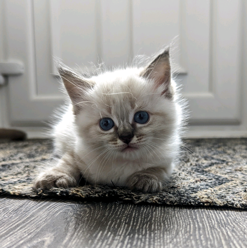 Ragdoll Kittens Boys And Girls In Bathgate West Lothian Gumtree